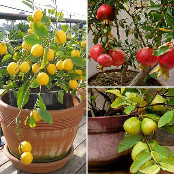 Buy Fruit Plants online from Nurserylive at lowest price.