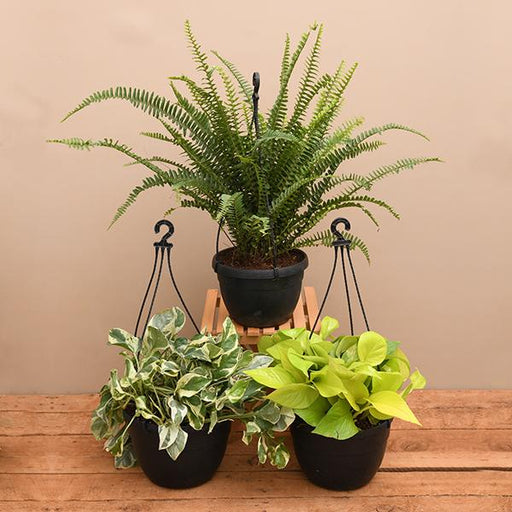 top 3 hanging basket plants 