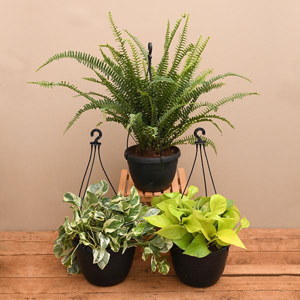 top 3 hanging basket plants 