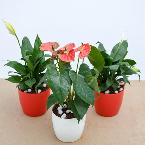 air purifier plants packs 