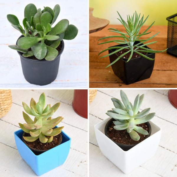 Buy Top 4 Die Hard Succulents Pack online from Nurserylive at lowest price