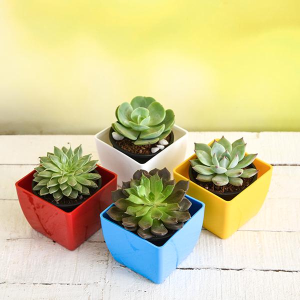 rose shaped succulents Buy Top 4 Rose Shaped Succulent Pack online from Nurserylive at lowest  price