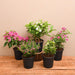 top 5 beautiful flowering plants for balcony 