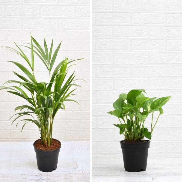 money plant nasa Buy Top 2 Air purifying Plants (Areca Palm + Money Plant) online from  Nurserylive at lowest price