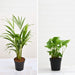 top 2 air purifying plants (areca palm + money plant) 