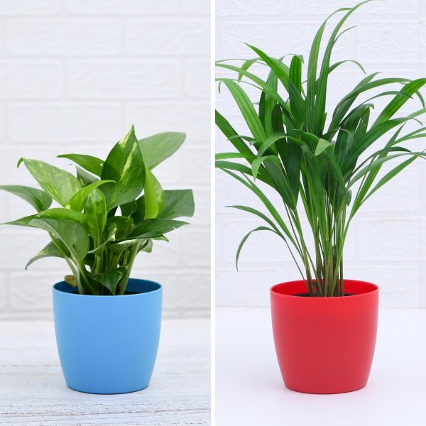 areca palm snake plant and money plant Buy Top 2 Air purifying Plants (Areca Palm + Money Plant) online from Nurserylive at lowest price