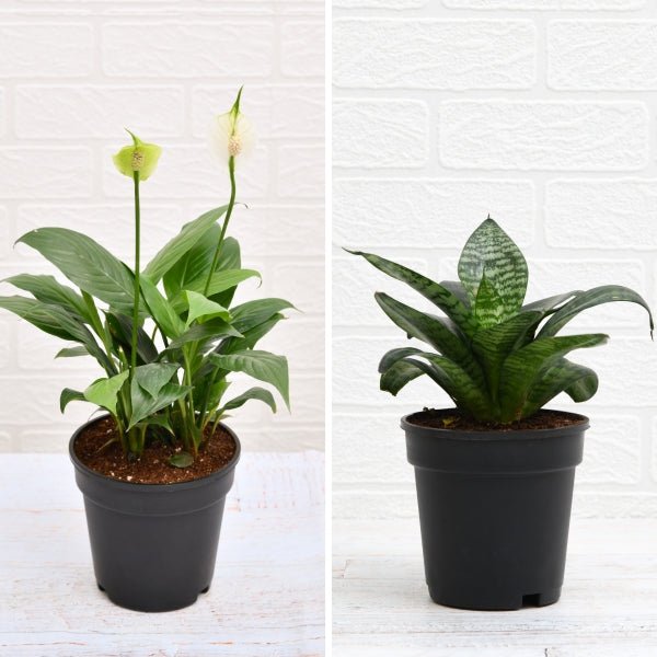 peace lily vs snake plant Buy Top 2 Air Purifying Plants (Peace lily + Snake Plant) online from Nurserylive at lowest price