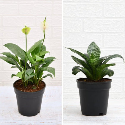 nurturing green air purifying live indoor snake plant Buy Top 2 Air Purifying Plants (Peace lily + Snake Plant) online from  Nurserylive at lowest price