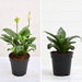 top 2 air purifying plants (peace lily + snake plant) 