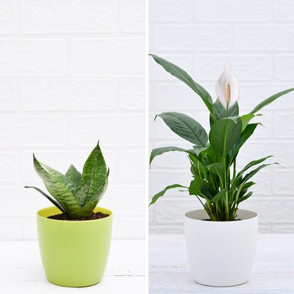 top 2 air purifying plants (peace lily + snake plant) 