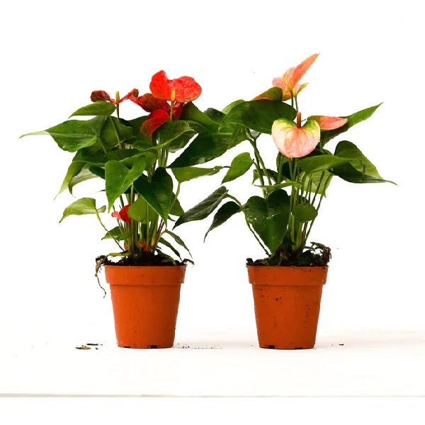 top 2 beautiful anthurium plant of the season 
