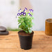 torenia (violet) - plant