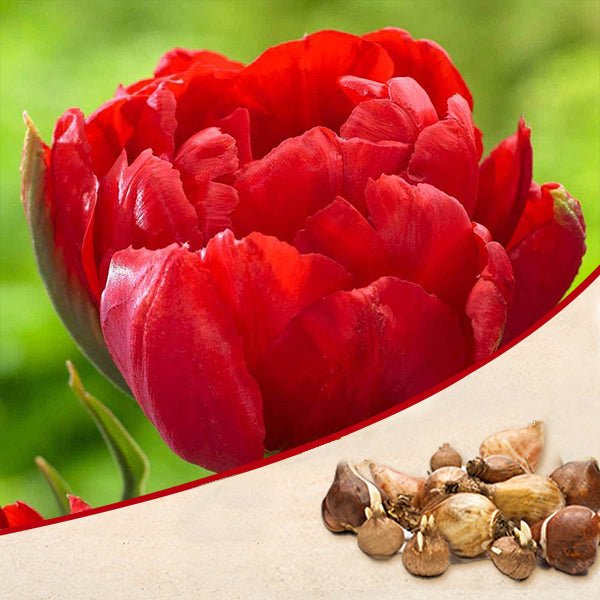 tulip abba (red) - bulbs (set of 5)