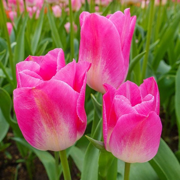 Tulip Dynasty (Pink, White) - Bulbs
