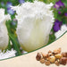 tulip honeymoon (white) - bulbs (set of 5)