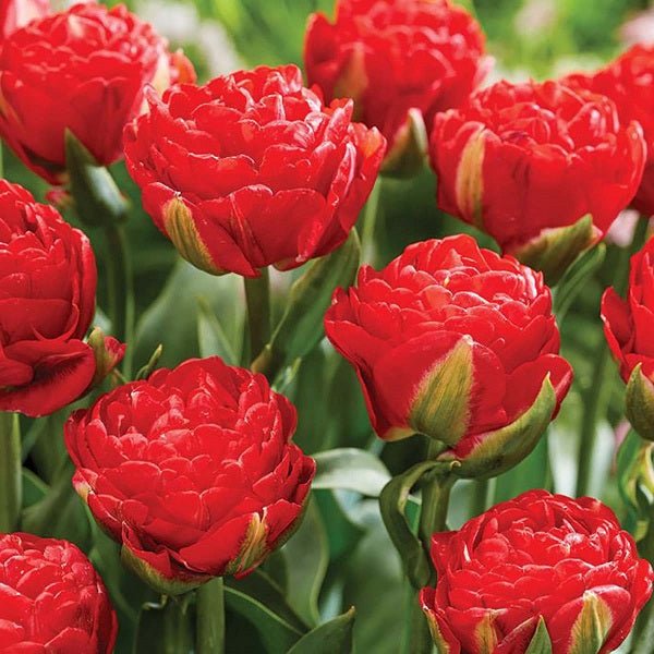 Tulip Pamplona (Red) - Bulbs