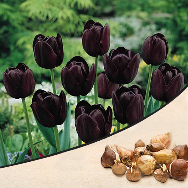 tulip queen of the night (black) - bulbs (set of 5)