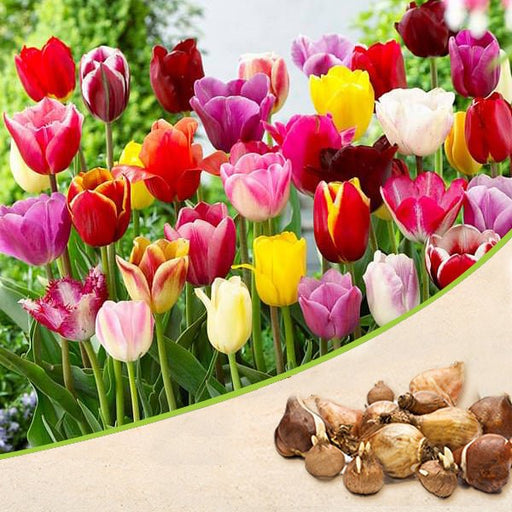 tulip (random color) - bulbs (set of 5)