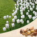 tulip royal virgin (white) - bulbs (set of 5)