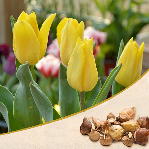 tulip (strong gold) - bulbs (set of 5)