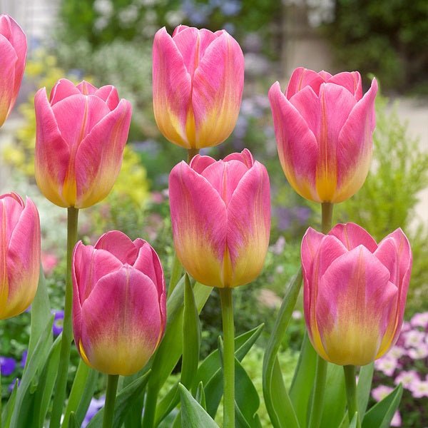 Tulip Tom Pouse (Pink, Yellow) - Bulbs