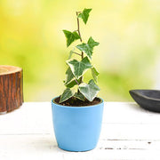 variegated english ivy - plant