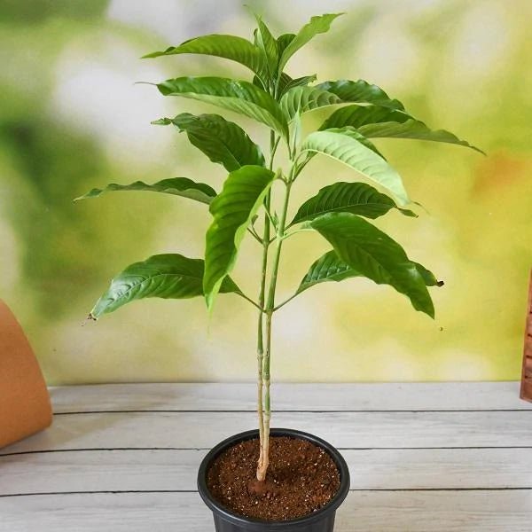 vasaka - plant