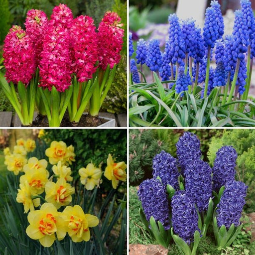 winter special flower bulbs (pack of 7) 