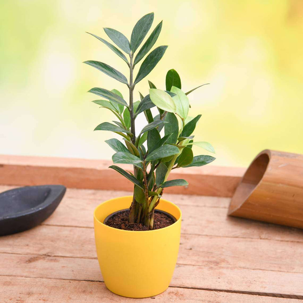 Buy Indoor Plants online from Nurserylive at lowest price.