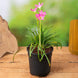 Product image thumbnail 1