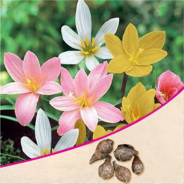 zephyranthes lily - bulbs (set of 10)
