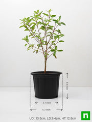 galphimia glauca - plant