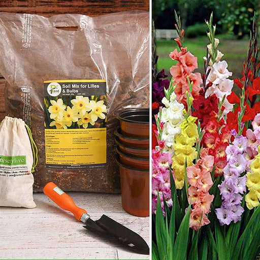 graceful gladiolus - garden pack