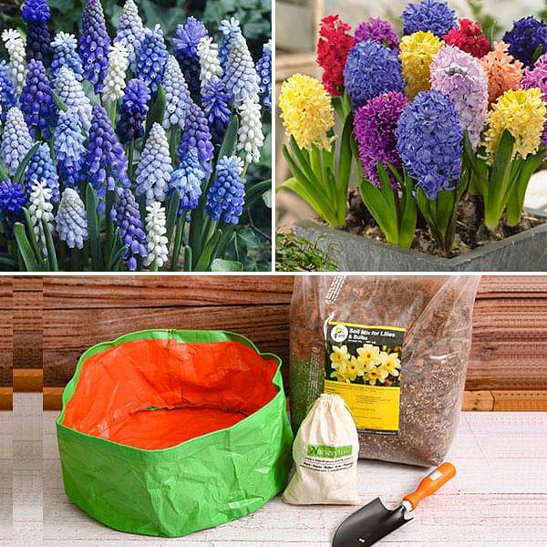 happy hyacinth - garden pack