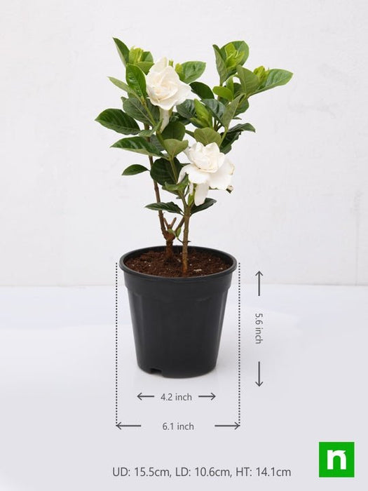 gardenia - plant