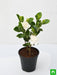 gardenia - plant