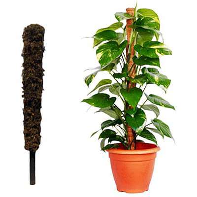 moss stick money plant Buy Moss Stick (3 Feet) (Set of 2) online from Nurserylive at lowest price