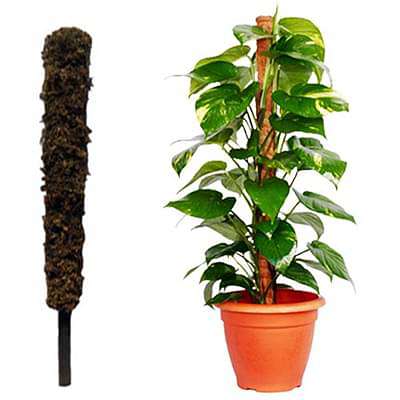 money plant stick Buy Moss Stick (3 Feet) (Set of 2) online from Nurserylive at lowest price