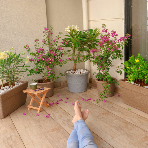 gardening on balcony with flowering plants pack 