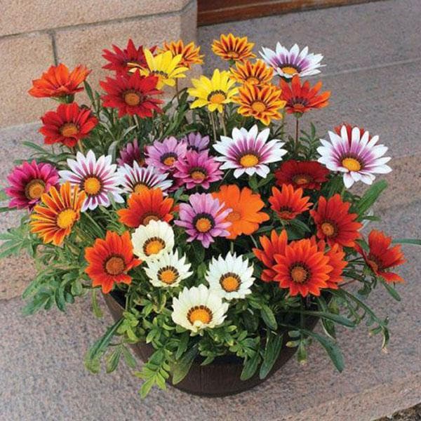 gazania plants in pots Buy Gazania (Any Color)