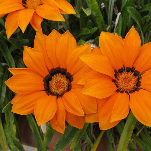 gazania (orange) - plant
