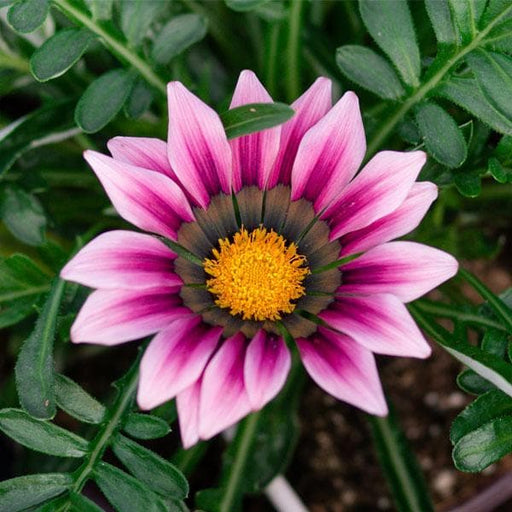 gazania (pink - plant