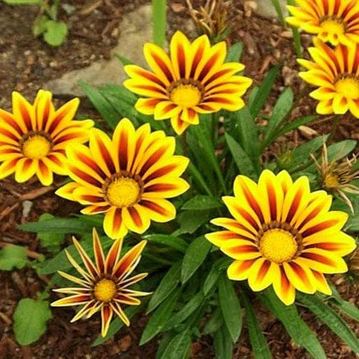 gazania (yellow - plant
