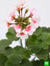 geranium (any color) - plant