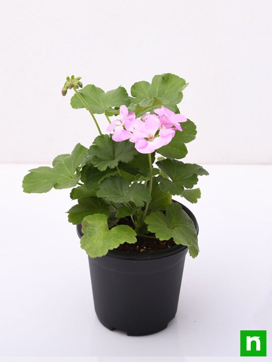 geranium ivy - plant