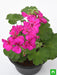 geranium (pink) - plant