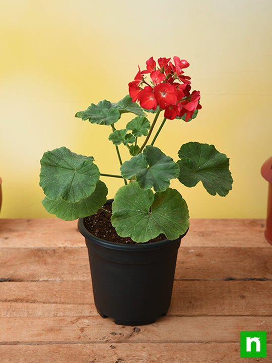 Buy Geranium Red Plant online from Nurserylive at lowest price