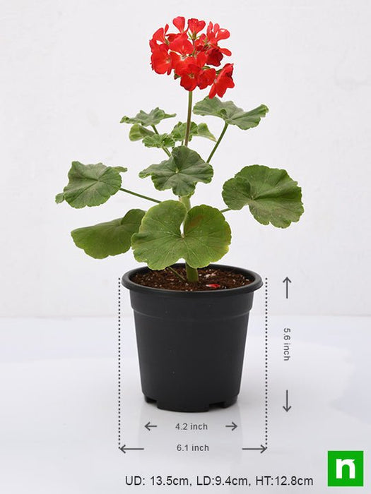 geranium (red) - plant