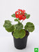 geranium (red) - plant