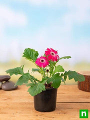 gerbera (any color) - plant